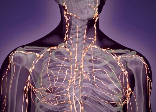 lymphatic system