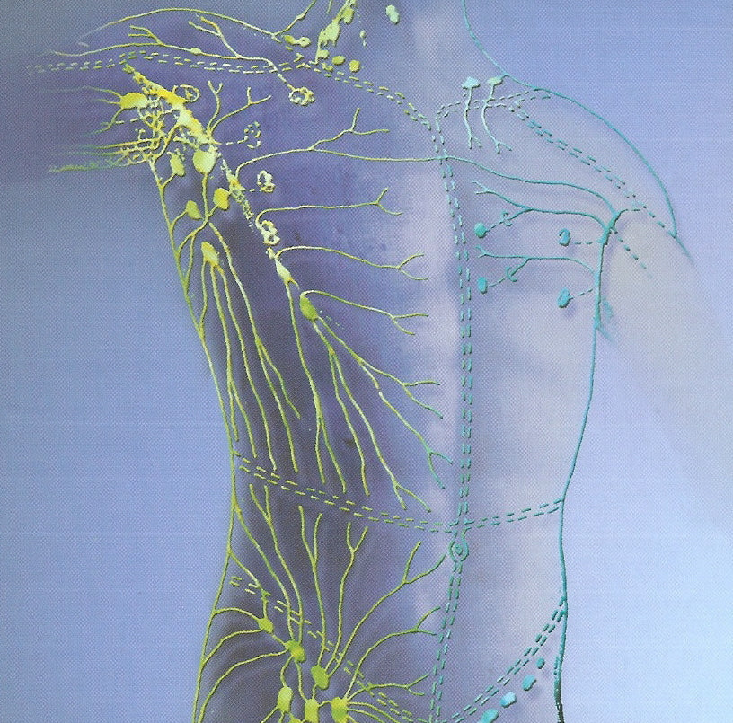 lymphatic system