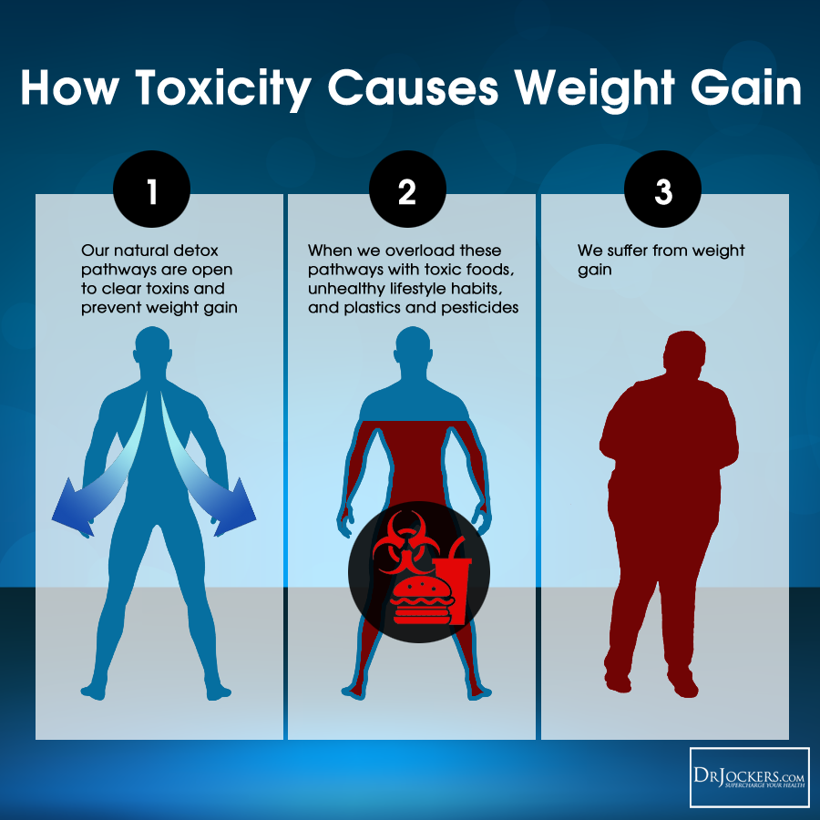 graphic showing how toxicity causes weight gain