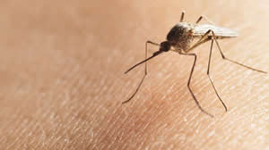 Mosquito on skin