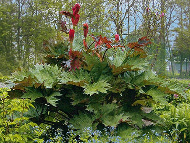 Chinese Rhubarb growing outdoors