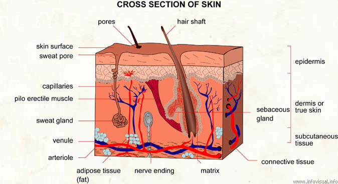 anatomical view of skin sample graphic