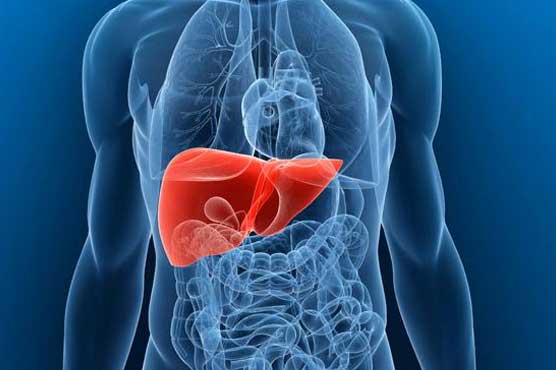 anatomical human image with liver outlined