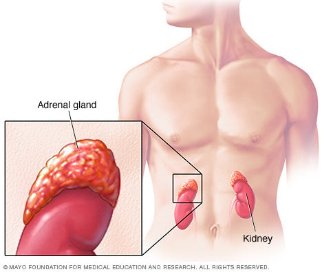 anatomical adrenal glands image