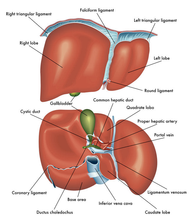 liver and gall bladder anatomical graphic