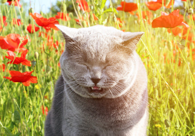 What to do when your pet has seasonal allergies.