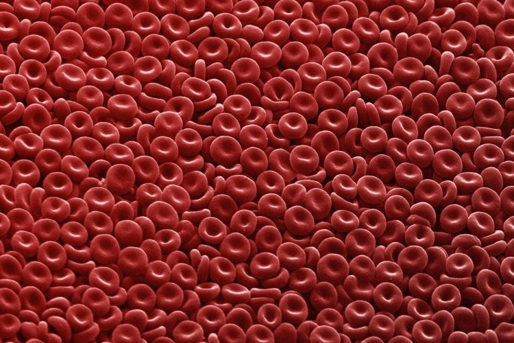 red blood cells