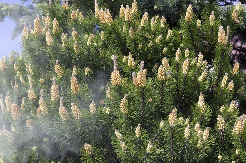 Plant with pollen