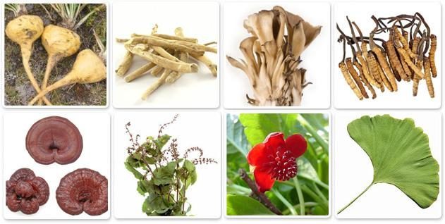 Examples of adaptogens