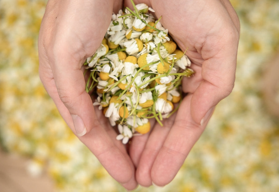 Why and When We Use Fresh Herbs