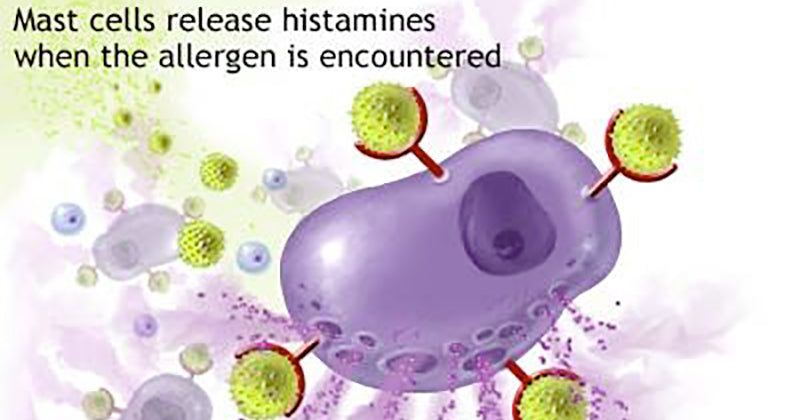 Mast cell graphic
