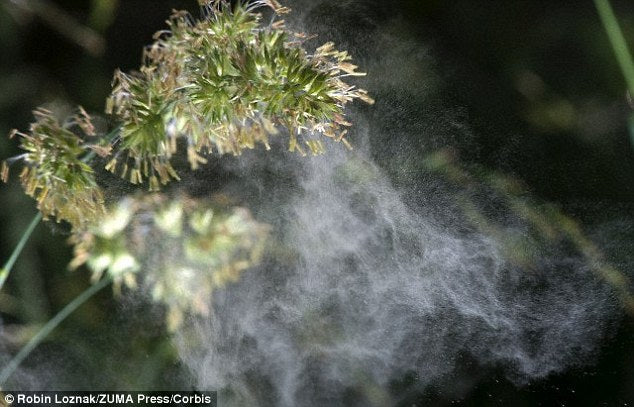 Pollen coming off of a plant
