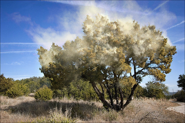 Pollen blowing off of a tree