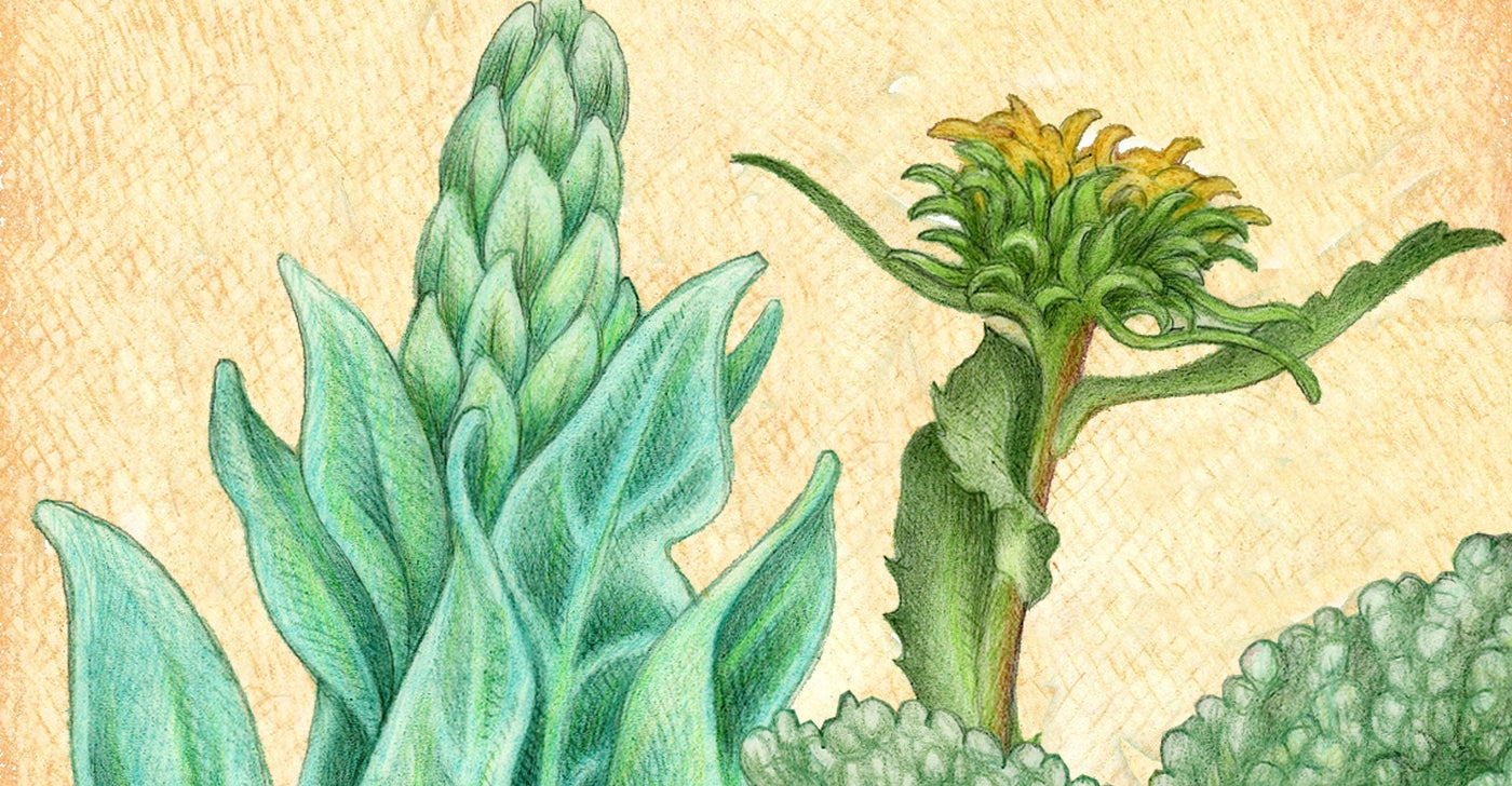 Herbs, Etc. Lung Tonic plant illustration